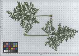 PI_502916_97ncei01_SD_PL_LV_2009-07-16_02.jpg