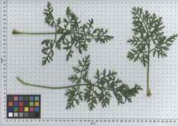 PI_502916_97ncei01_SD_PL_LV_2009-07-16_04.jpg