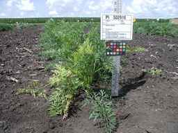 PI_502916_97ncei01_SD_PL_XX_2009-07-23_01.jpg