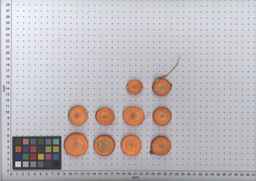 PI_502916_97ncei01_SD_RT_TS_2009-08-06_01.jpg