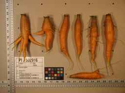 PI_502916_97ncei01_SD_RT_XX_2009-08-06_02.jpg