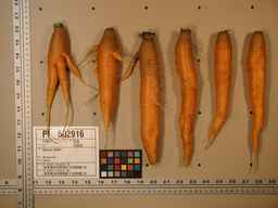 PI_502916_97ncei01_SD_RT_XX_2009-08-06_03.jpg