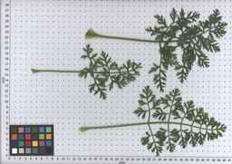 PI_502917_97ncei01_SD_PL_LV_2009-07-16_02.jpg