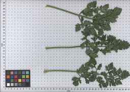 PI_502917_97ncei01_SD_PL_LV_2009-07-16_04.jpg