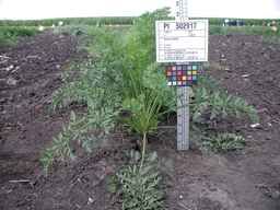 PI_502917_97ncei01_SD_PL_XX_2009-07-23_01.jpg