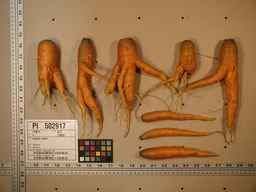 PI_502917_97ncei01_SD_RT_XX_2009-08-06_01.jpg