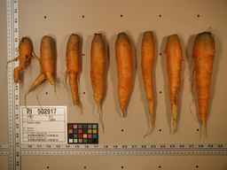 PI_502917_97ncei01_SD_RT_XX_2009-08-06_02.jpg