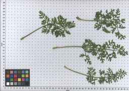 PI_502918_05ncai01_SD_PL_LV_2009-07-16_01.jpg