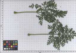 PI_502918_05ncai01_SD_PL_LV_2009-07-16_04.jpg