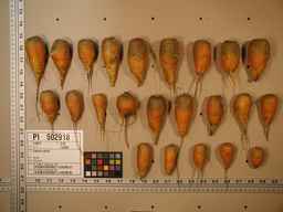 PI_502918_05ncai01_SD_RT_XX_2009-08-06_01.jpg