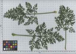 PI_502919_99ncei01_SD_PL_LV_2009-07-15_03.jpg