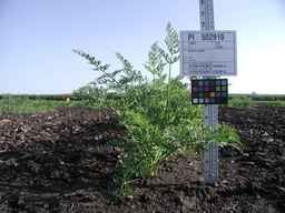 PI_502919_99ncei01_SD_PL_XX_2009-07-24_01.jpg