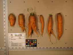 PI_502919_99ncei01_SD_RT_XX_2009-08-06_01.jpg