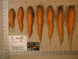 PI_502919_99ncei01_SD_RT_XX_2009-08-06_03.jpg