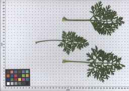 PI_502920_92ncab01_SD_PL_LV_2009-07-16_03.jpg
