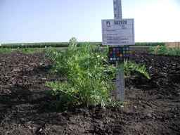 PI_502920_92ncab01_SD_PL_XX_2009-07-24_01.jpg
