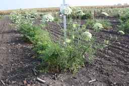 PI_502920_92ncab01_SD_PL_XX_2009-09-11_01.jpg