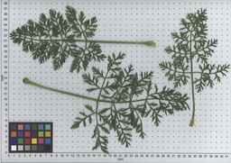 PI_503342_92ncab01_SD_PL_LV_2009-07-15_01.jpg
