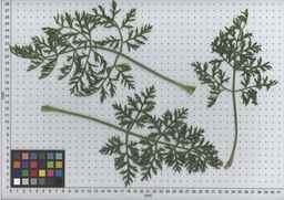PI_503342_92ncab01_SD_PL_LV_2009-07-15_02.jpg