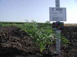 PI_503342_92ncab01_SD_PL_XX_2009-07-24_01.jpg