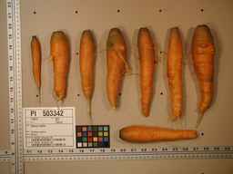 PI_503342_92ncab01_SD_RT_XX_2009-08-11_02.jpg