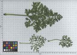PI_503343_92ncab01_SD_PL_LV_2009-07-15_01.jpg