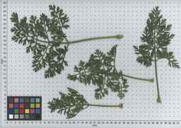 PI_503343_92ncab01_SD_PL_LV_2009-07-15_03.jpg