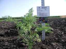 PI_503343_92ncab01_SD_PL_XX_2009-07-24_01.jpg