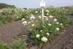 PI_503343_92ncab01_SD_PL_XX_2009-09-11_01.jpg