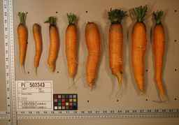 PI_503343_92ncab01_SD_RT_XX_2009-08-11_02.jpg