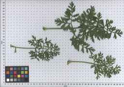 PI_503344_92ncab01_SD_PL_LV_2009-07-16_01.jpg