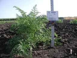 PI_503344_92ncab01_SD_PL_XX_2009-07-24_01.jpg