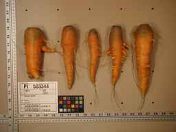 PI_503344_92ncab01_SD_RT_XX_2009-08-11_03.jpg