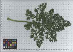 PI_506444_99ncei01_SD_PL_LV_2009-07-16_01.jpg