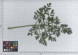 PI_506444_99ncei01_SD_PL_LV_2009-07-16_03.jpg