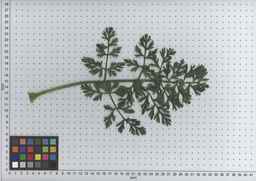 PI_506444_99ncei01_SD_PL_LV_2009-07-16_04.jpg