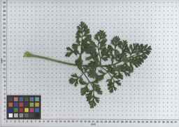 PI_506444_99ncei01_SD_PL_LV_2009-07-16_06.jpg