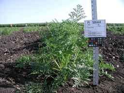 PI_506444_99ncei01_SD_PL_XX_2009-07-24_01.jpg