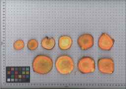 PI_506444_99ncei01_SD_RT_TS_2009-08-06_01.jpg