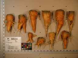 PI_506444_99ncei01_SD_RT_XX_2009-08-06_01.jpg