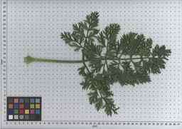 PI_506445_89ncai01_SD_PL_LV_2009-07-16_01.jpg