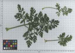 PI_506445_89ncai01_SD_PL_LV_2009-07-16_02.jpg