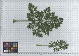 PI_506445_89ncai01_SD_PL_LV_2009-07-16_05.jpg