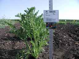 PI_506445_89ncai01_SD_PL_XX_2009-07-24_02.jpg