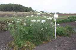 PI_506445_89ncai01_SD_PL_XX_2009-09-11_01.jpg
