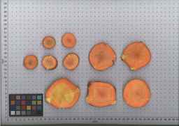 PI_506445_89ncai01_SD_RT_TS_2009-08-12_01.jpg