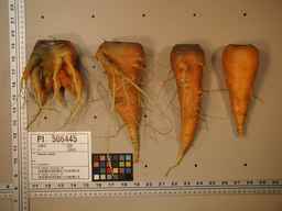 PI_506445_89ncai01_SD_RT_XX_2009-08-11_01.jpg