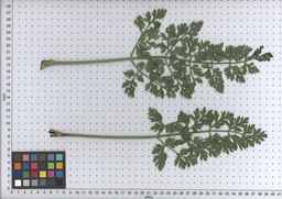 PI_509433_97ncei01_SD_PL_LV_2009-07-15_01.jpg