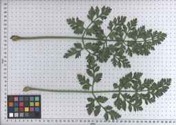PI_509433_97ncei01_SD_PL_LV_2009-07-15_03.jpg