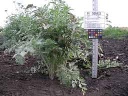 PI_509433_97ncei01_SD_PL_XX_2009-07-27_01.jpg